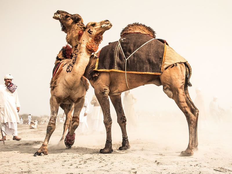 Camel fighting persists in Pakistan despite ban……Culture or cruelty?