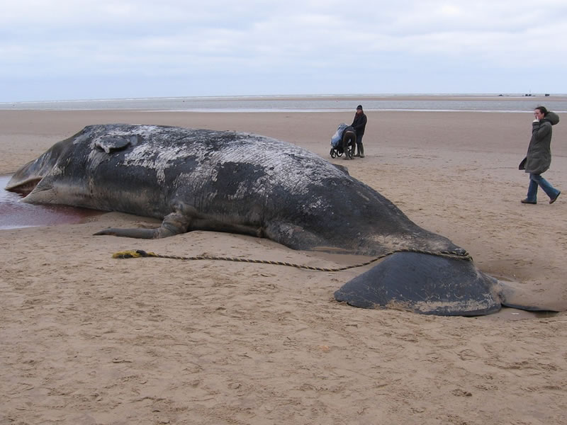 Whale discovered washed ashore on Gwadar beach