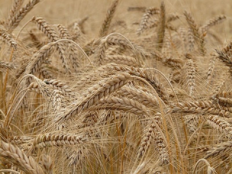 Wheat, flour costs increase