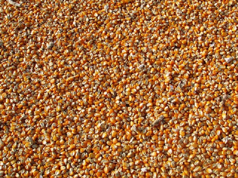 The US to support Pakistan launch genetically-engineered corn
