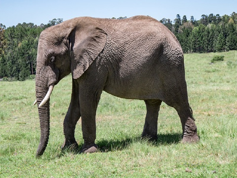 The court demands the government to problem NOC for elephant import