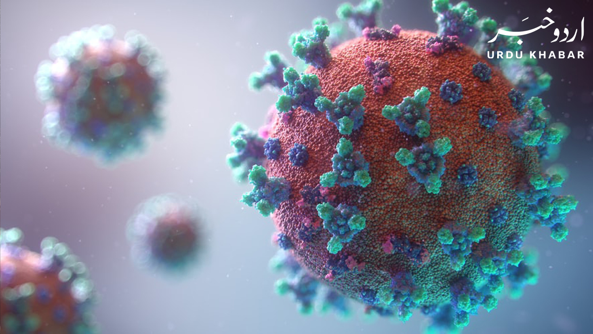 جانئے زکا وائرس کے بارے میں مکمل معلومات، علامات اور بچنے کا طریقہ