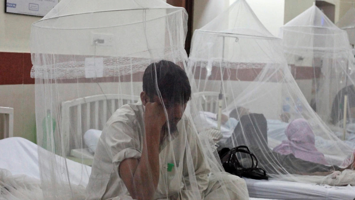 سندھ: اس سال 20,200 ڈینگی کیسز رپورٹ ہوئے