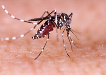 dengue cases