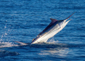 marlin fish