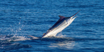 marlin fish