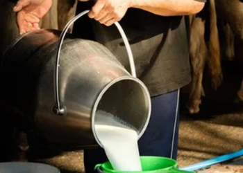 milk