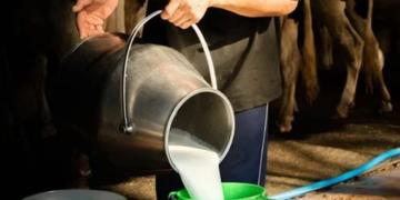 milk