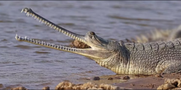 دریائے ستلج میں نایاب گھڑیال مگرمچھ کی نظر آنا عالمی حیاتیاتی تنوع کے بحران کے درمیان فوری تحفظ کے خدشات کو جنم دیتا ہے