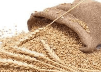 سندھ میں 3.22 بلین کی گندم غائب ہونے کا انکشاف=