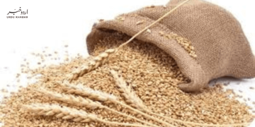 سندھ میں 3.22 بلین کی گندم غائب ہونے کا انکشاف=