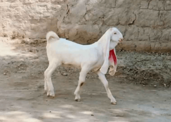 لوگ عید الاضحی پر قربانی کے لئے گلابی بکرا کیوں پسند کرتے ہیں؟