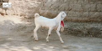 لوگ عید الاضحی پر قربانی کے لئے گلابی بکرا کیوں پسند کرتے ہیں؟