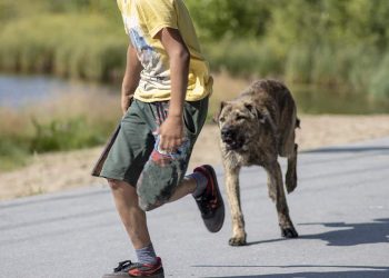 what to do if a street dog bites you