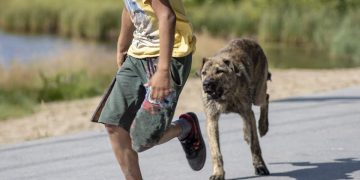 what to do if a street dog bites you