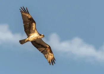 ضلع تونسہ کی 100 ملین روپے والی عقاب بازیاب