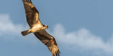 ضلع تونسہ کی 100 ملین روپے والی عقاب بازیاب