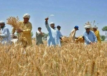 حکومت پنجاب نے 280000 کسان کارڈ کی درخواستیں منظور کر لیں