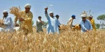 حکومت پنجاب نے 280000 کسان کارڈ کی درخواستیں منظور کر لیں