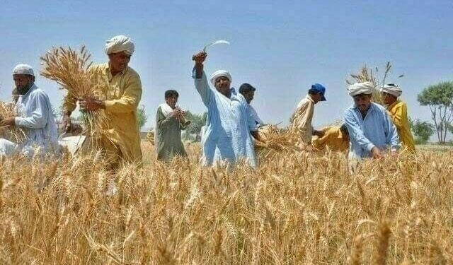 حکومت پنجاب نے 280000 کسان کارڈ کی درخواستیں منظور کر لیں