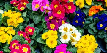 لاہور میں موسم سرما کے لیے سجاوٹی پھولوں کی شجرکاری کا آغاز