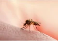 ملیریا کیا ہے؟ جانئے علامات، علاج اور روک تھام کا طریقہ