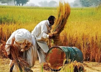 پنجاب حکومت کا 15 ارب کسان پیکج کا اعلان