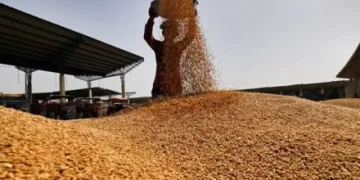 پنجاب کے کسانوں کے لیے خوشخبری گندم پر فی ایکڑ 5 ہزار روپے سبسڈی کی منظوری