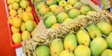 قدرتی اور کیمیکل سے پکے آموں میں فرق کیسے پہچانیں؟