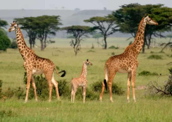 سفاری پارک لاہور میں زرافہ کیفے، پاکستان میں پہلی بار