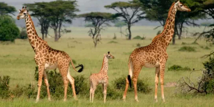 سفاری پارک لاہور میں زرافہ کیفے، پاکستان میں پہلی بار