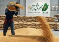 پنجاب گندم خریداری مہم 2026