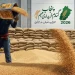 پنجاب گندم خریداری مہم 2026