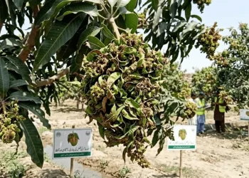 سندھ میں آموں کی فصل کی بیماری