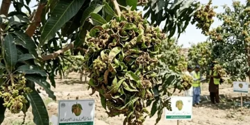 سندھ میں آموں کی فصل کی بیماری