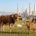 پاکستان میں عید الاضحیٰ 2026