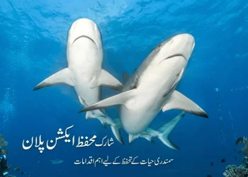 شارک مچھلی تحفظ ایکشن پلان