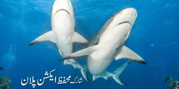 شارک مچھلی تحفظ ایکشن پلان