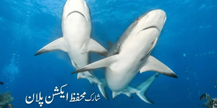 شارک مچھلی تحفظ ایکشن پلان