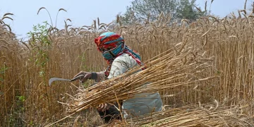 گندم کی قیمتوں میں اضافہ، سندھ 5,000 جبکہ پنجاب 4,200 روپے فی من ریٹ مقرر کرنے کی تجویز